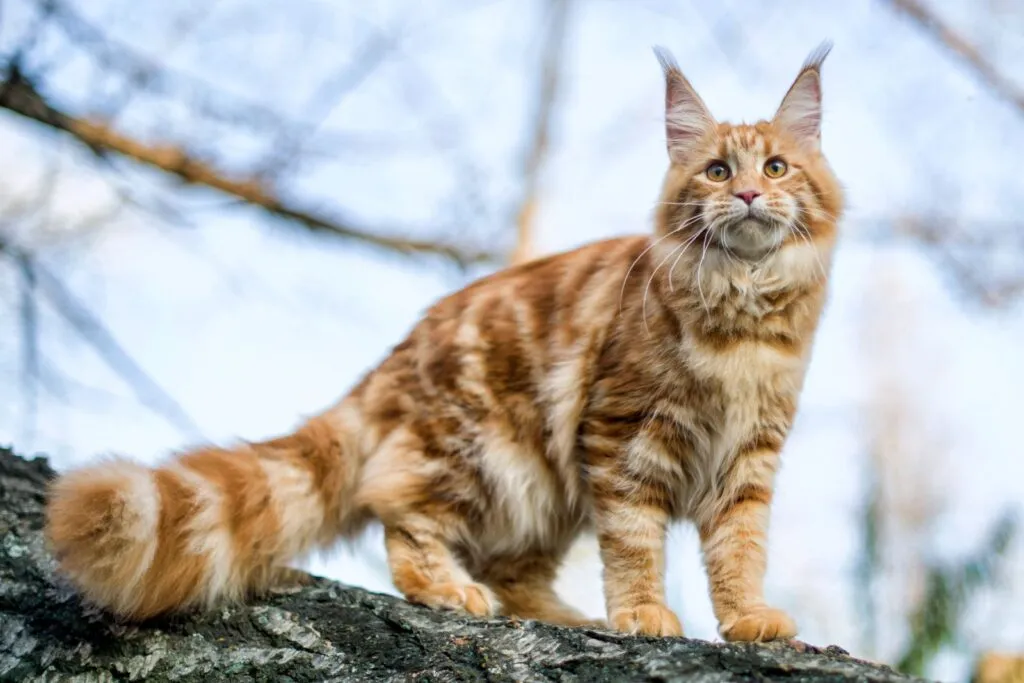 Pisoi Maine Coon într-un copac în pădure