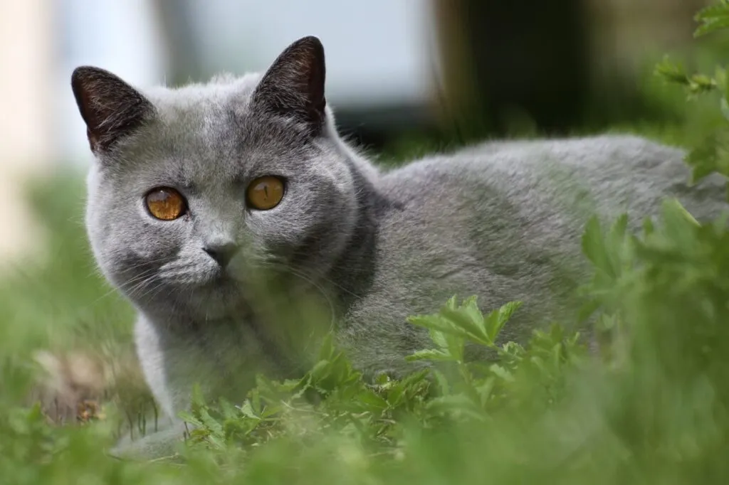 Portret British Shorthair în iarbă