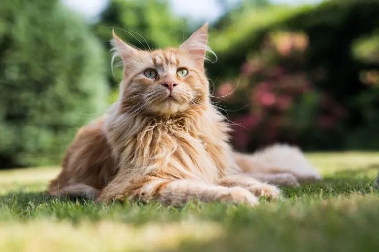Maine Coon roșcată în grădină