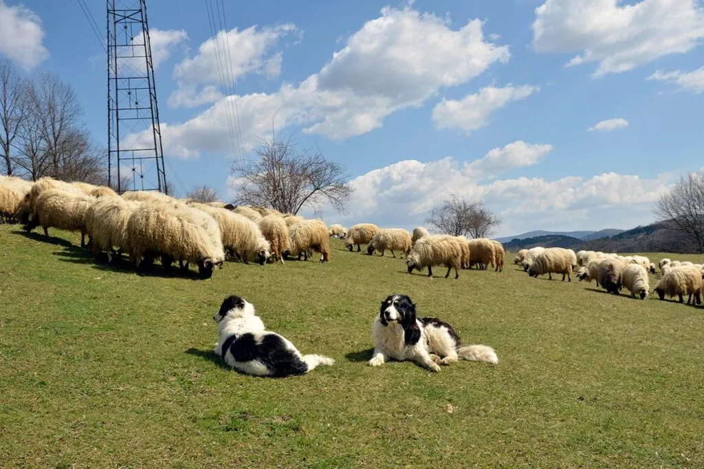 Câine ciobănesc Tornjak