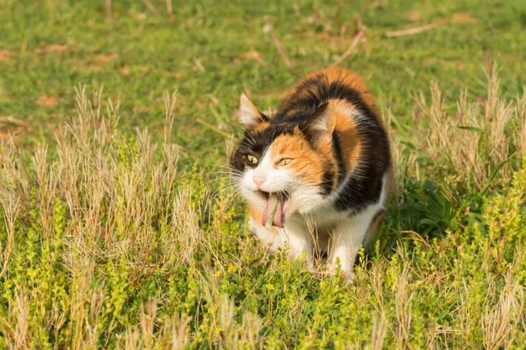 Pisică care vomită iarbă, un comportament destul de frecvent la feline.