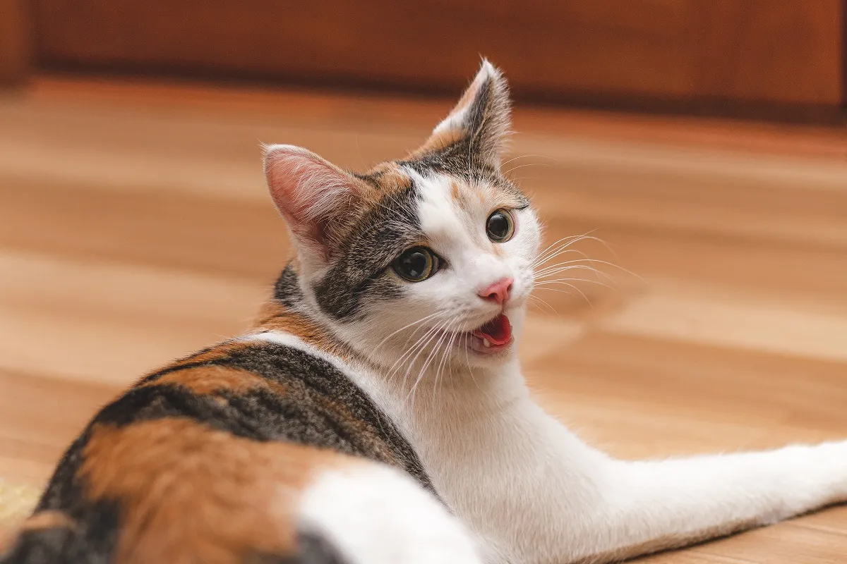 Pisoi drăguț stând pe jos cu fața spre cameră, respiră pe gură.