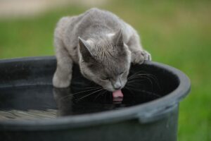 Diabetul la pisici: simptome, cauze și tratament