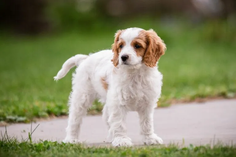 Cavachon drăguț în parc