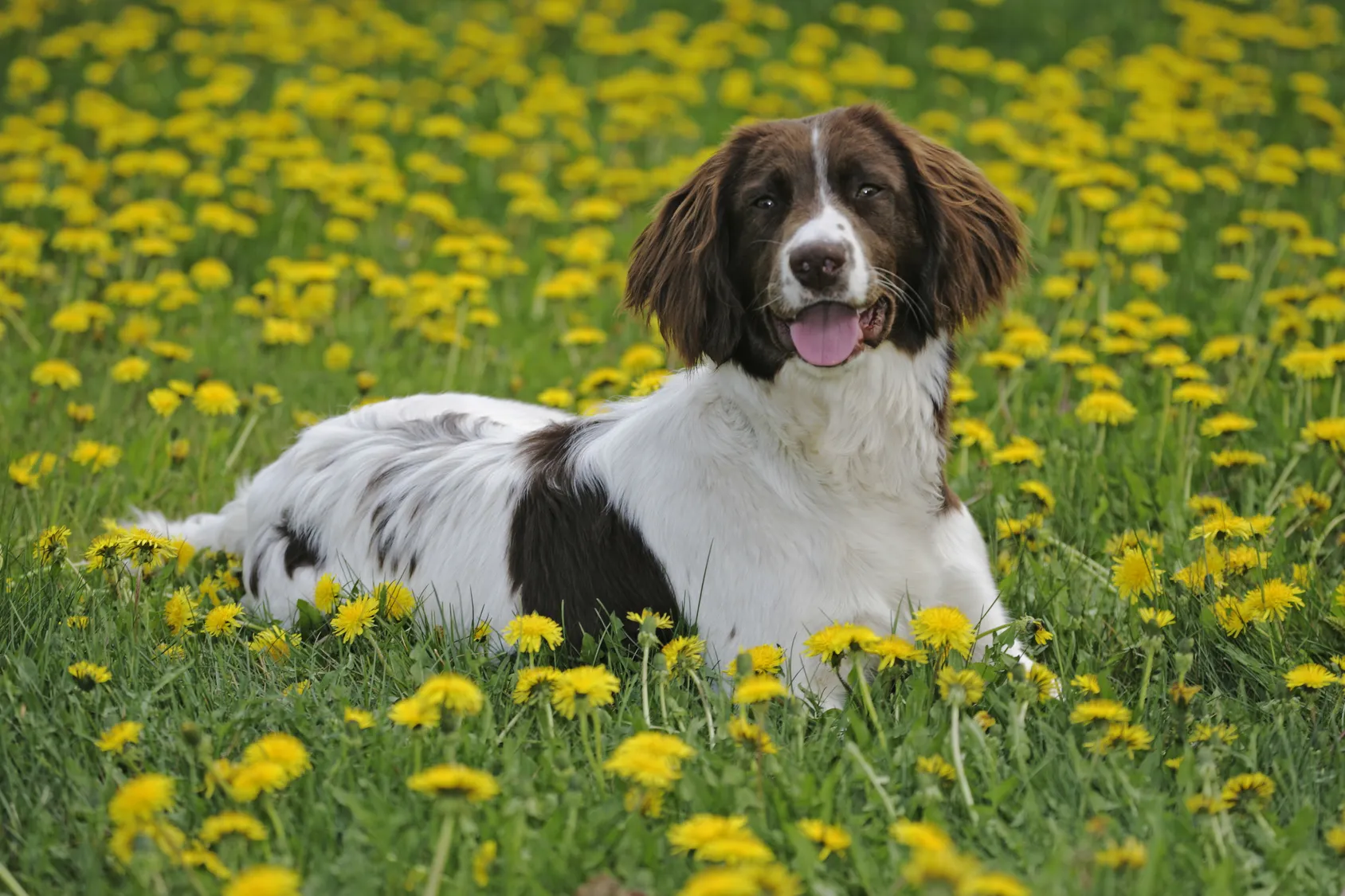 Springer Spaniel englez &icirc;ntr-un c&acirc;mp de flori