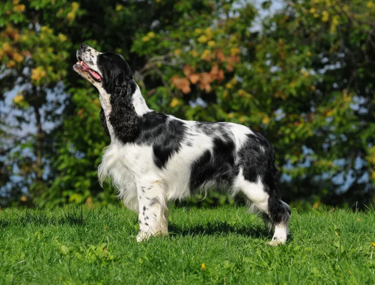 Câine Springer Spaniel