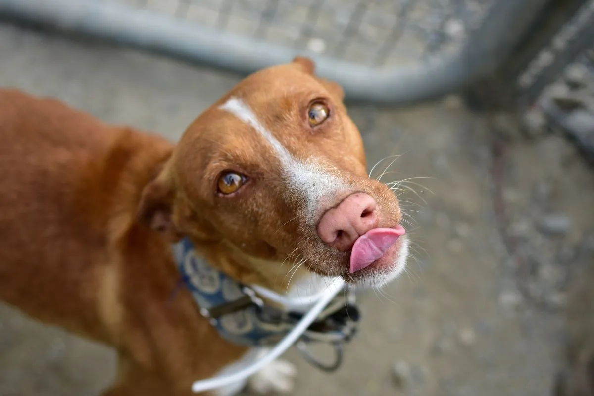 Poză de sus a unui Pinscher Austriac uit&acirc;ndu-se &icirc;n sus