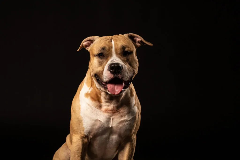 Portretul unui Pit Bull Terrier American atent