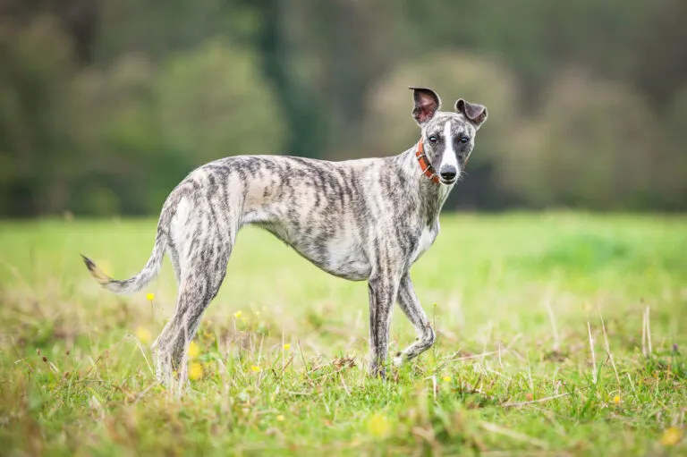 Câine Whippet mergând pe iarbă