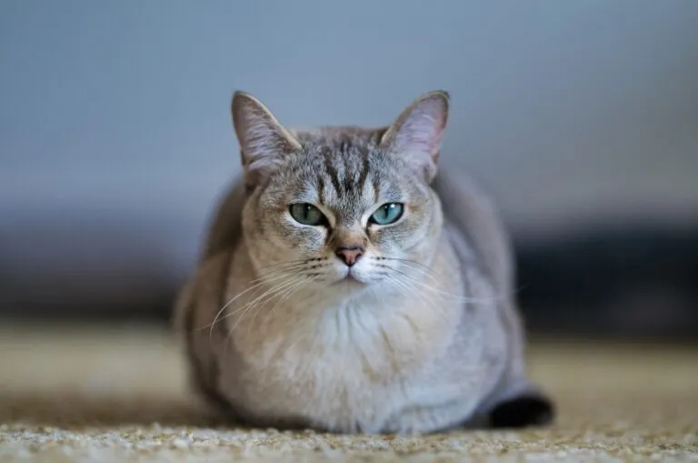 Portret Burmilla aurie, ochi de smarald