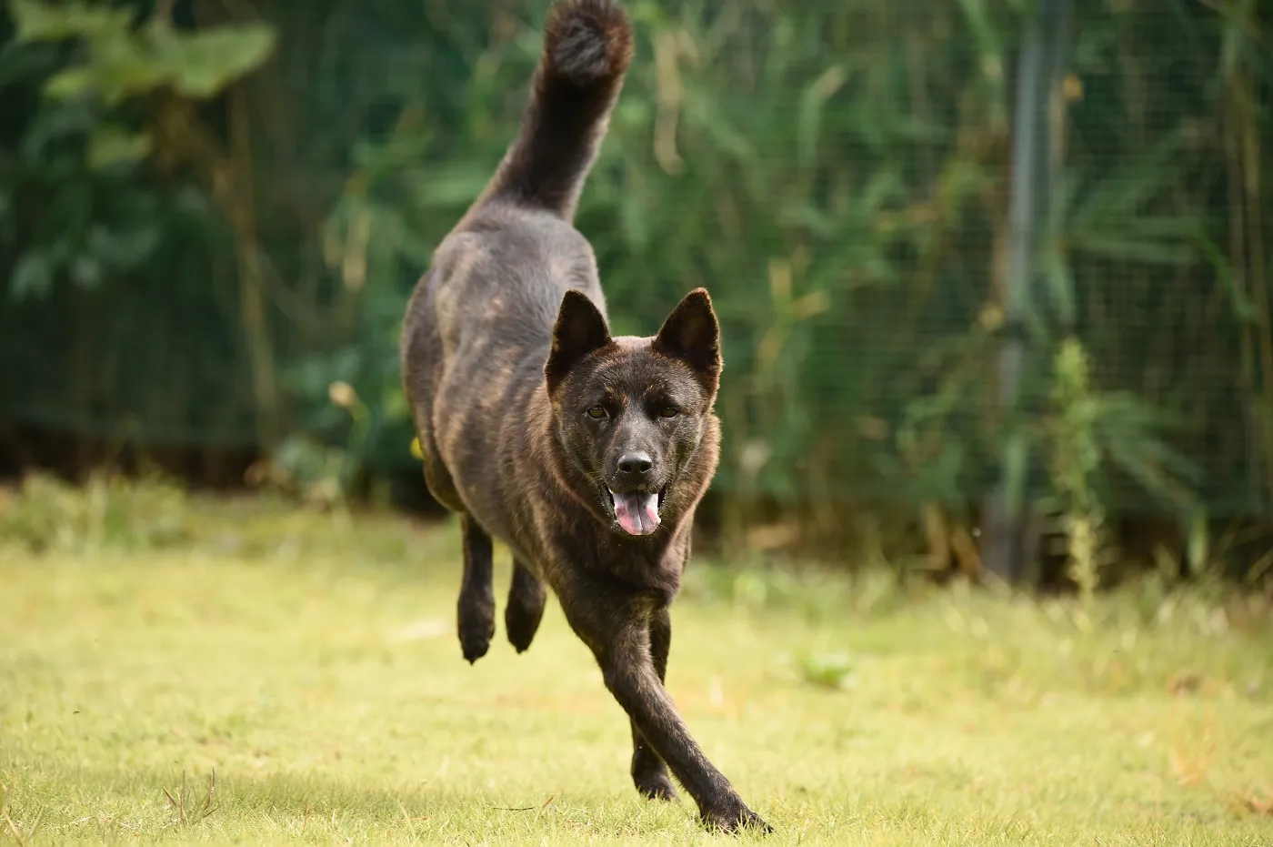 zooplus Magazine | Kai (câine): Descrierea rasei