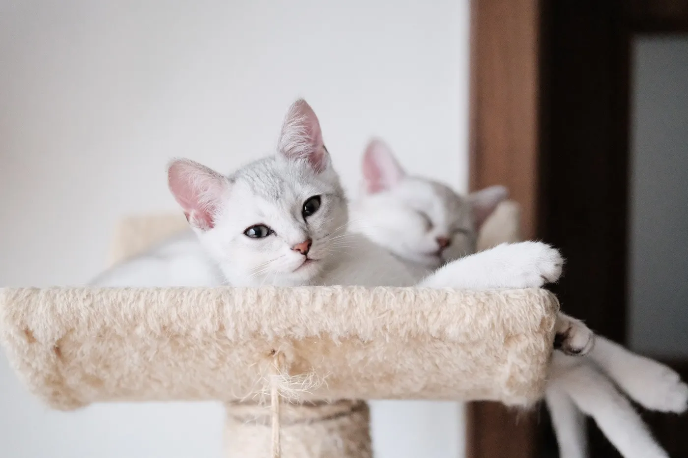 Portret al unei Burmilla