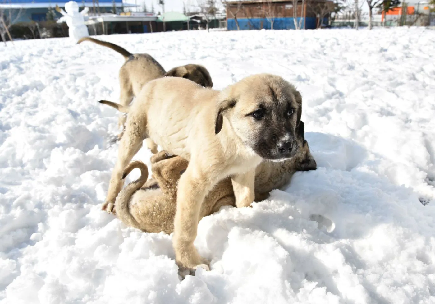 Pui de Kangal
