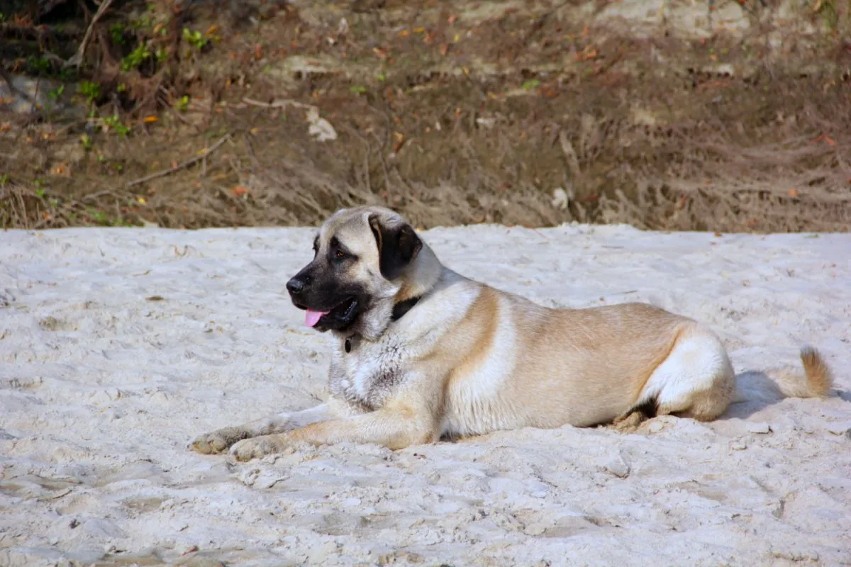 Kangal st&acirc;nd &icirc;ntins pe nisip