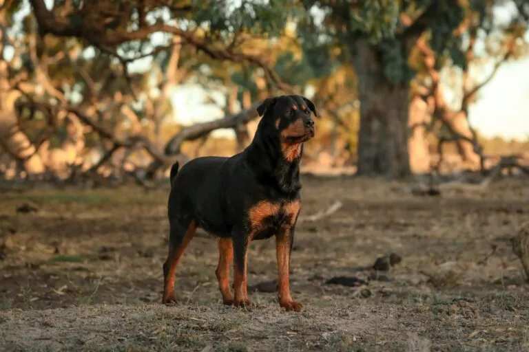 Femelă Rottweiler stând în picioare într-un parc