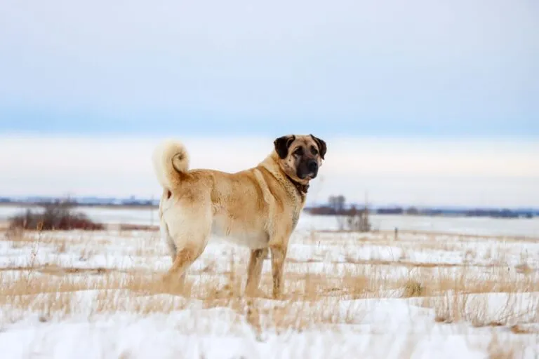 Kangal pe timp de iarnă