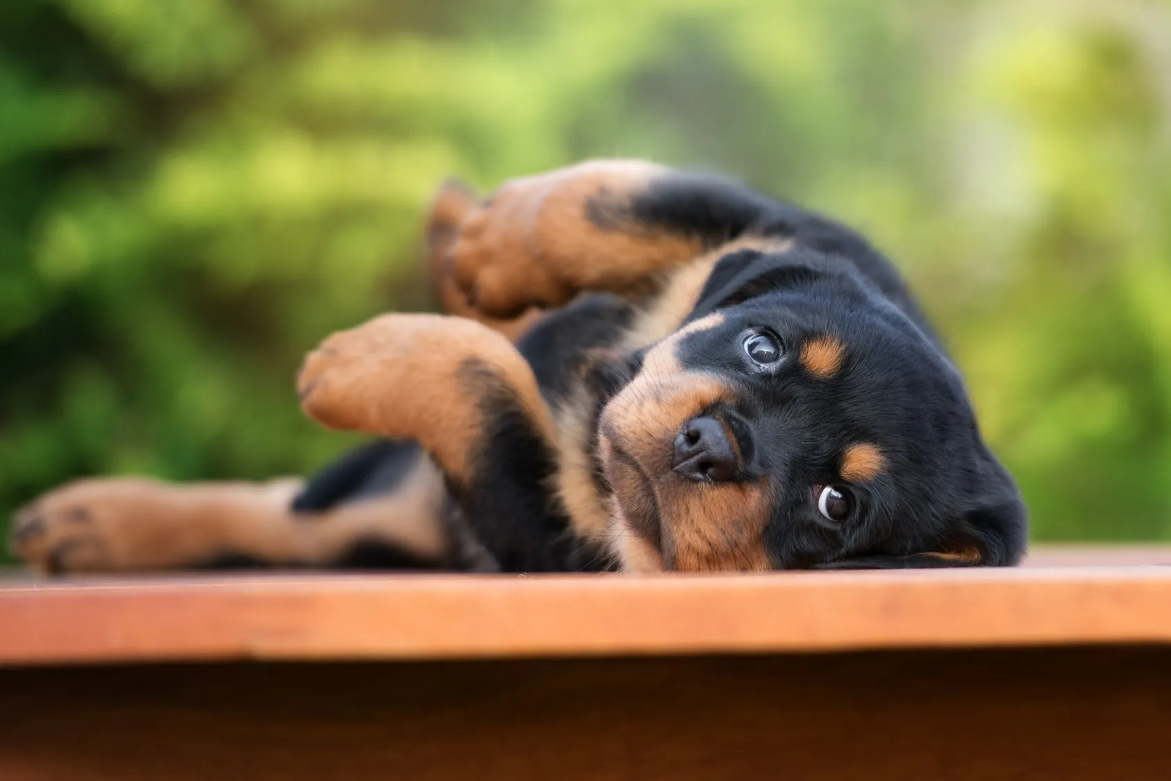 Pui de Rottweiler adorabil