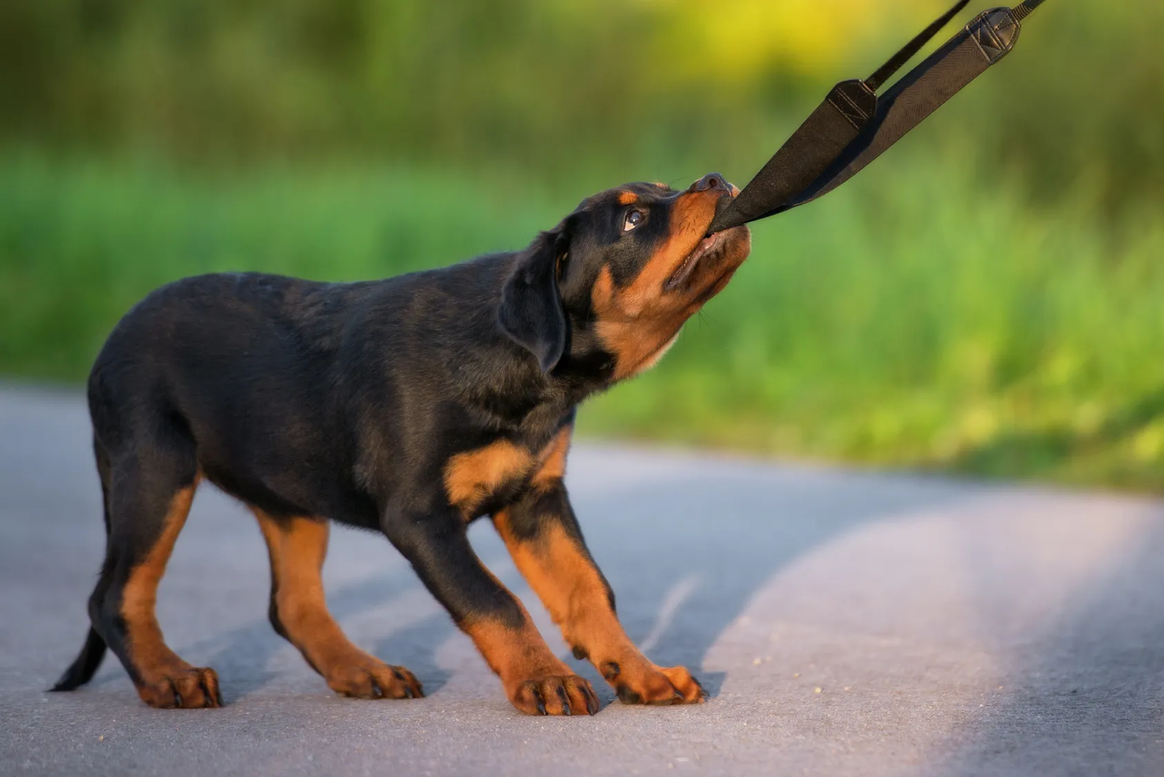 Pui de Rottweiler juc&acirc;ndu-se cu o sfoară