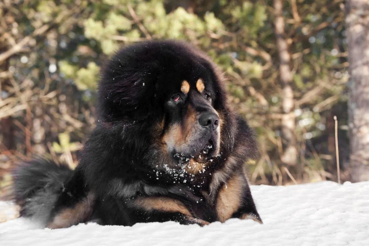Portretul unui Mastiff Tibetan