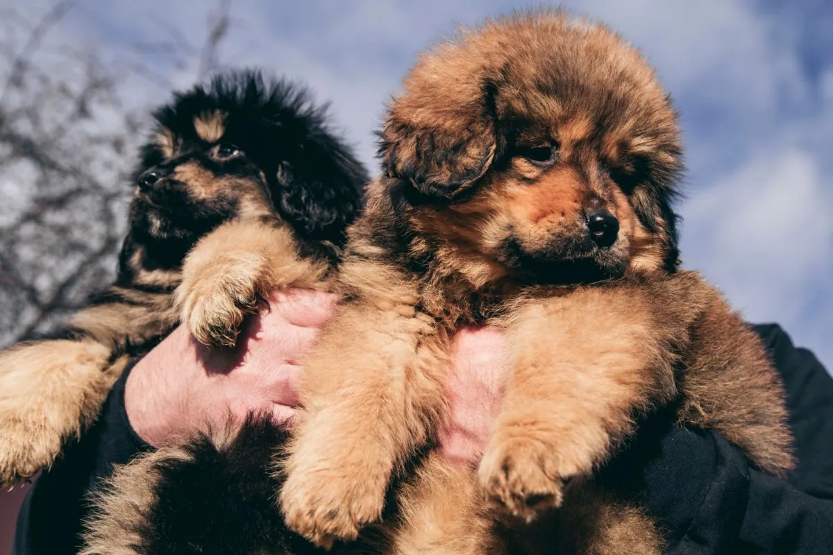 Pui de Mastiff Tibetan &icirc;ntr-un coș