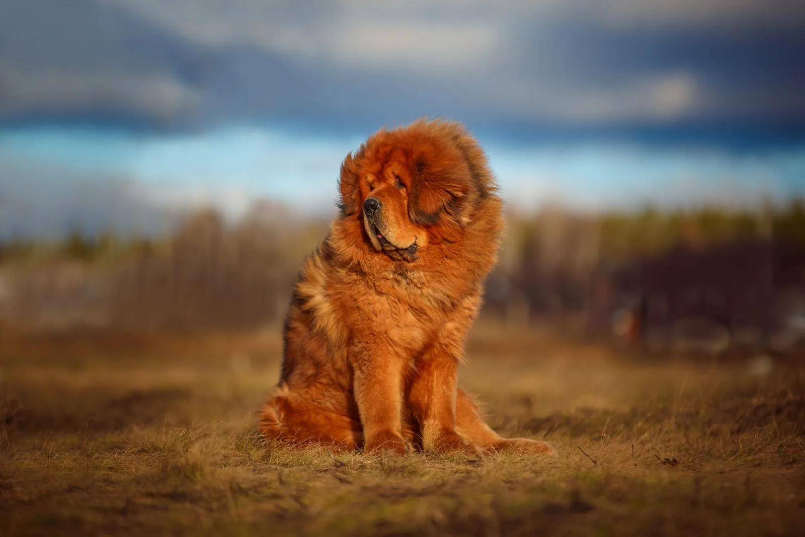 Frumosul Mastiff Tibetan &icirc;n natură