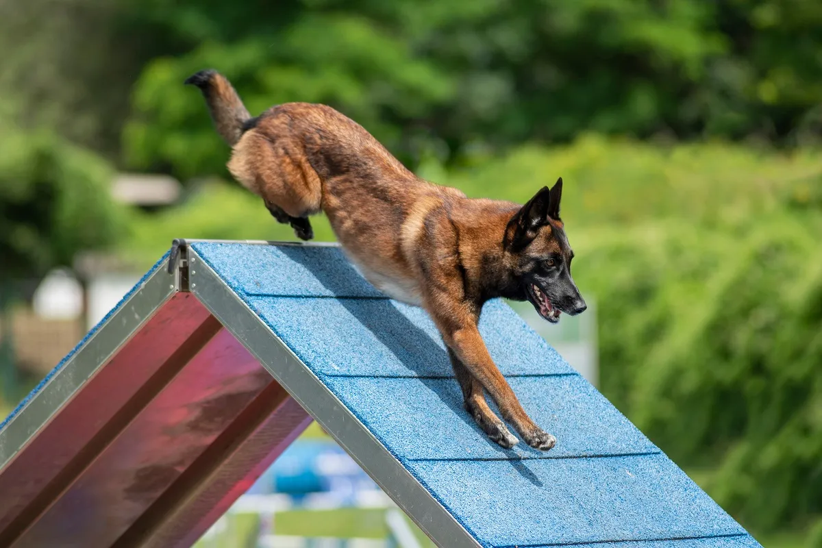 Malinois făc&acirc;nd Agility