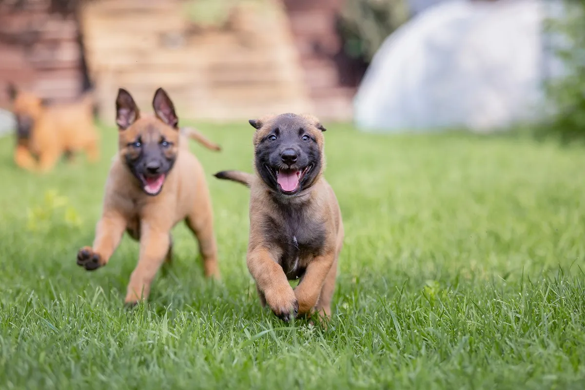 Pui de Malinois juc&acirc;ndu-se &icirc;n curte