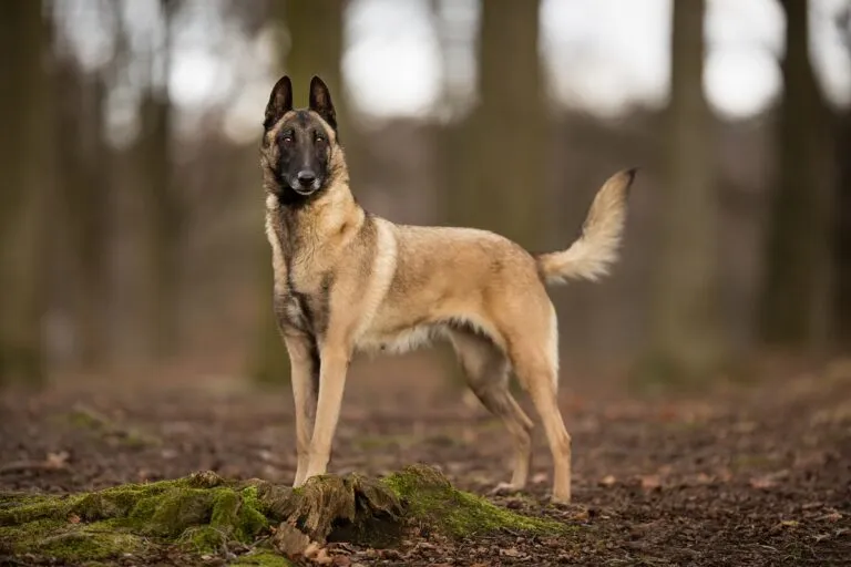 Malinois de rasă pură afară în pădure