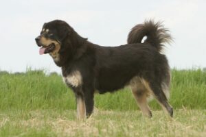 Mastiff Tibetan