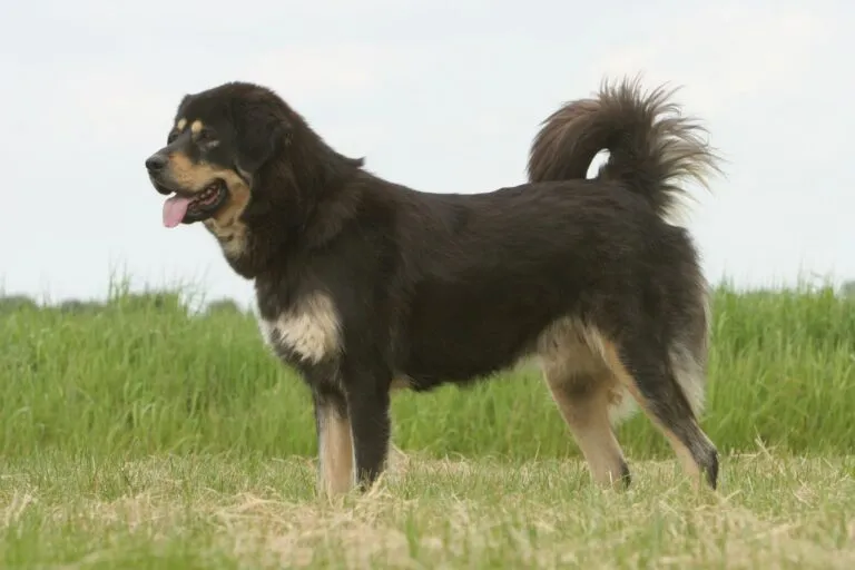 Mastiff Tibetan