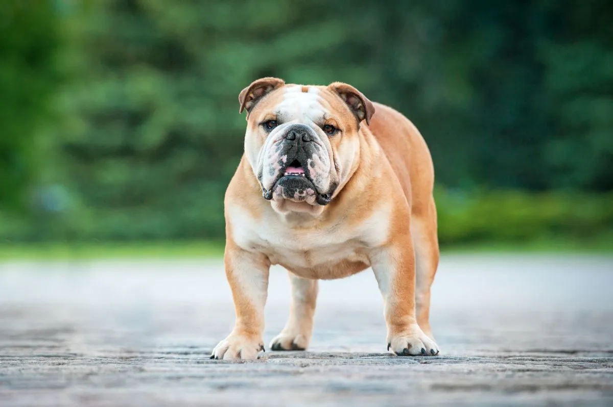 Bulldog Englez