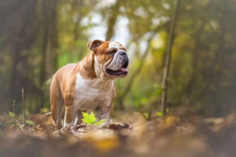 Bulldog Englez în pădure