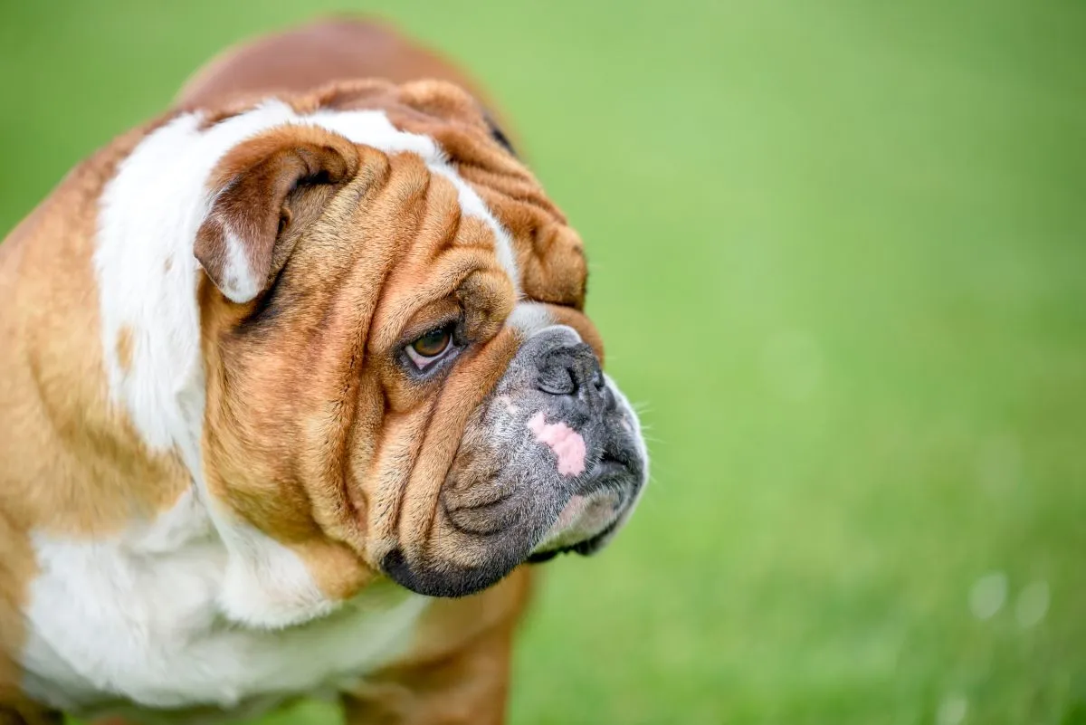 Portret profil al unui Bulldog Englez frumos