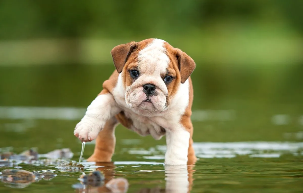 Pui de Bulldog Englez călc&acirc;nd &icirc;ntr-o baltă