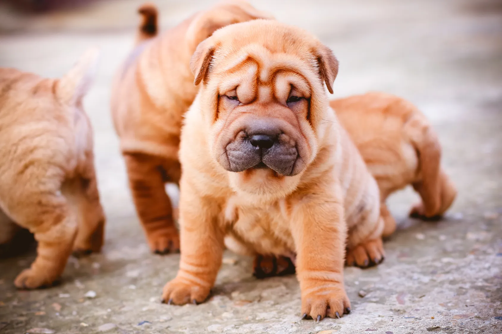 Căței drăguți de Shar Pei