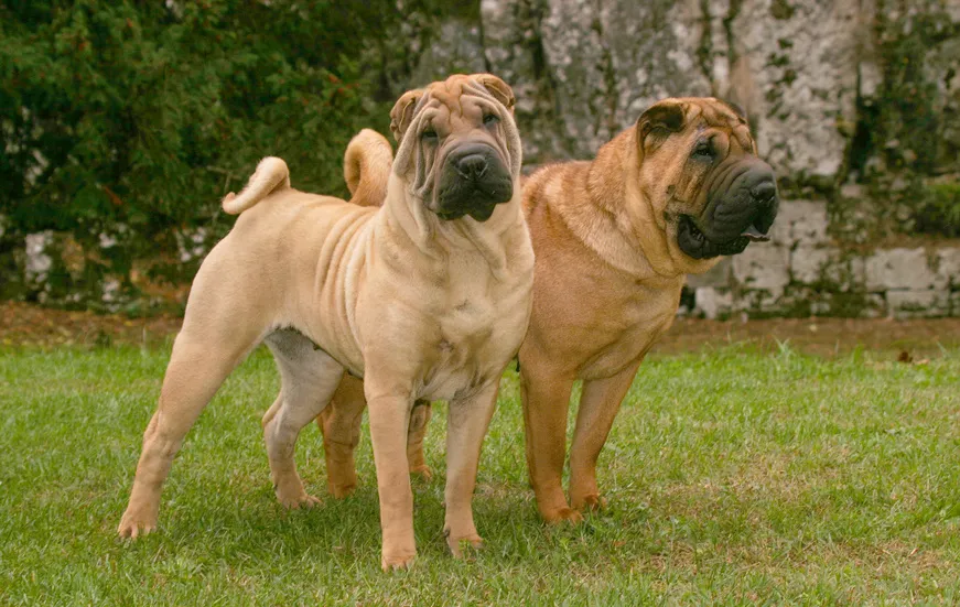 Portret cu 2 Sharpei &icirc;n parc