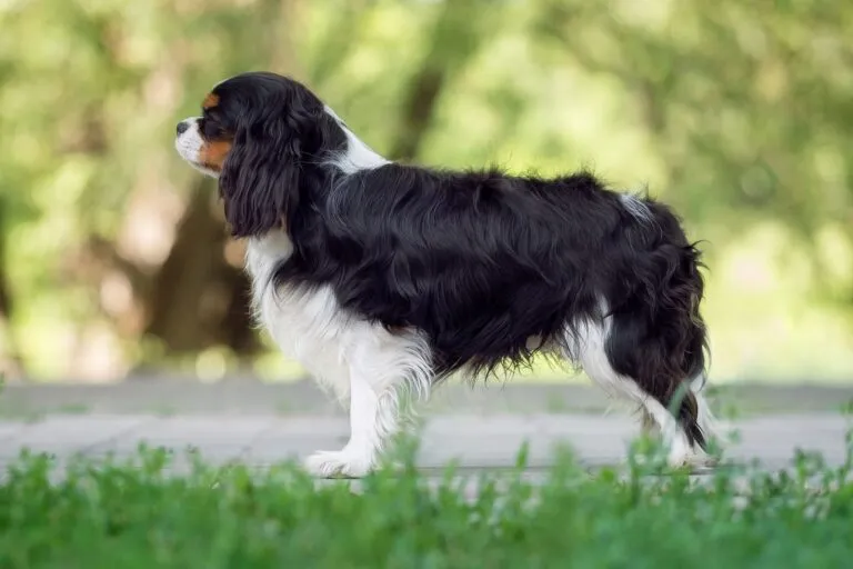 Profil Cavalier King Charles Spaniel