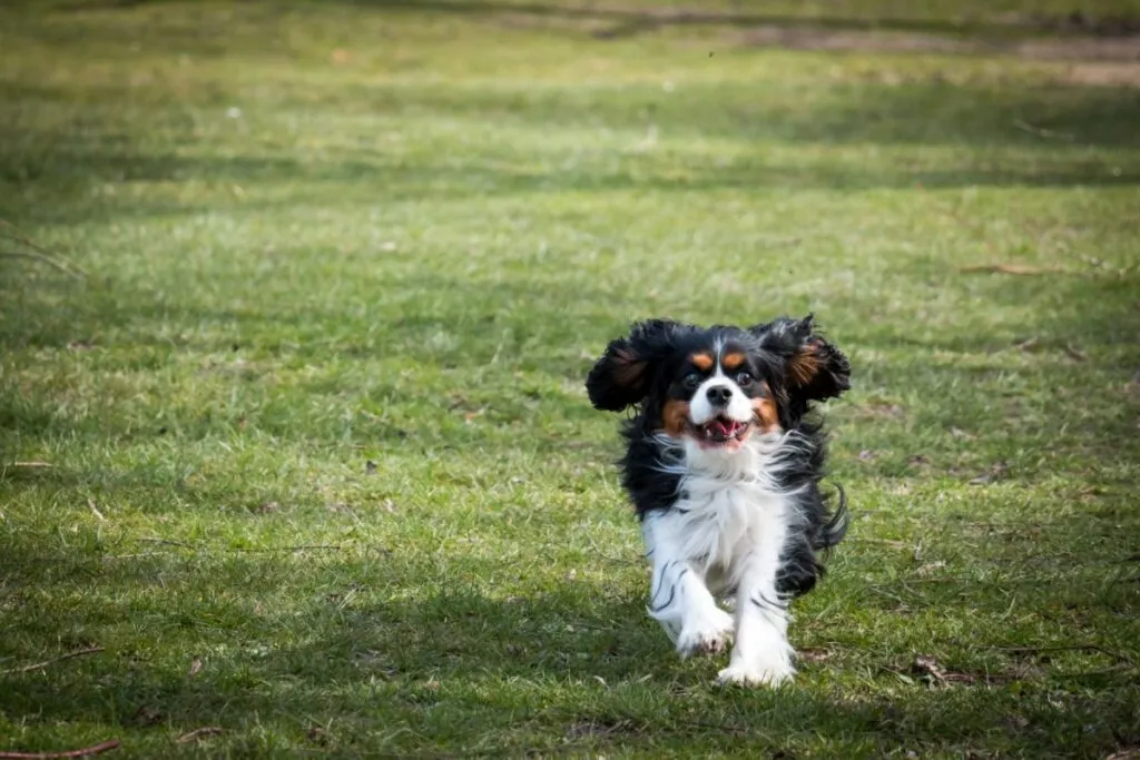 Cavalier King Charles Spaniel alerg&acirc;nd