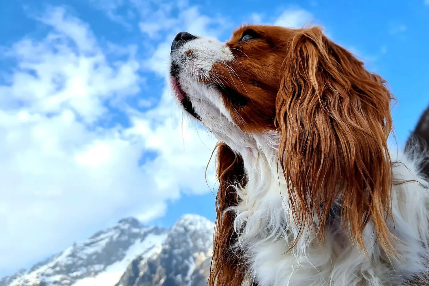 Profil Cavalier King Charles Spaniel