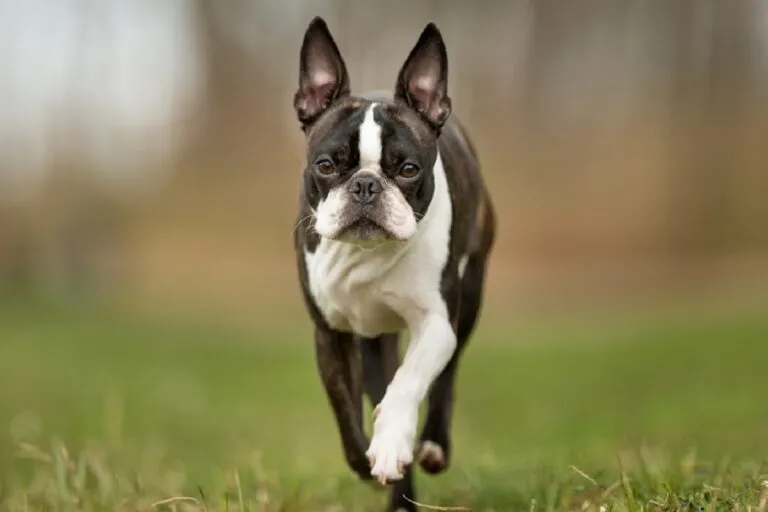 Boston Terrier afară într-o zi însorită
