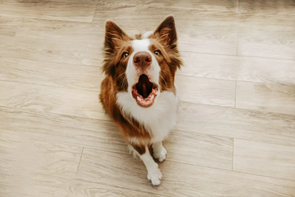 Portret Border Collie maro lătr&acirc;nd acasă