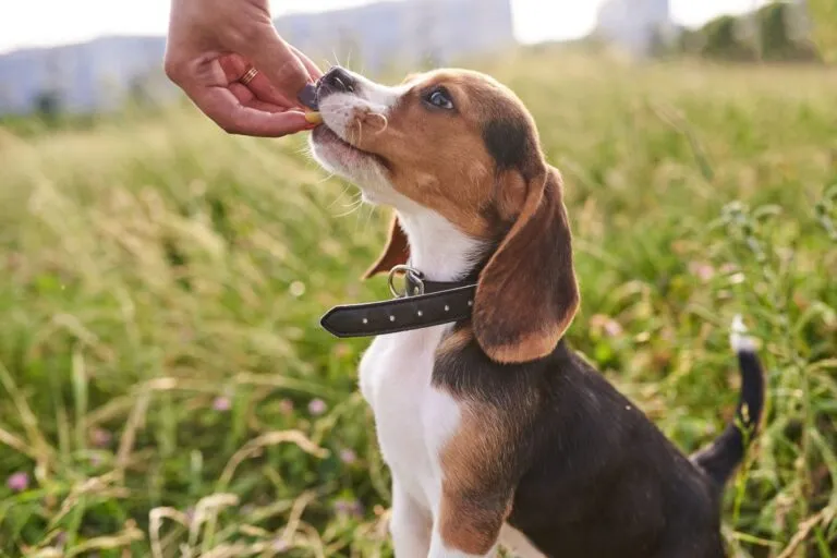 Cățel Beagle mănâncă o bucățică de mango