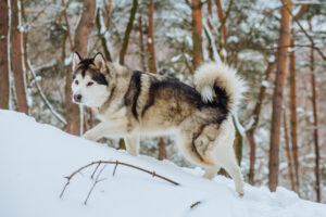 Malamutul de Alaska