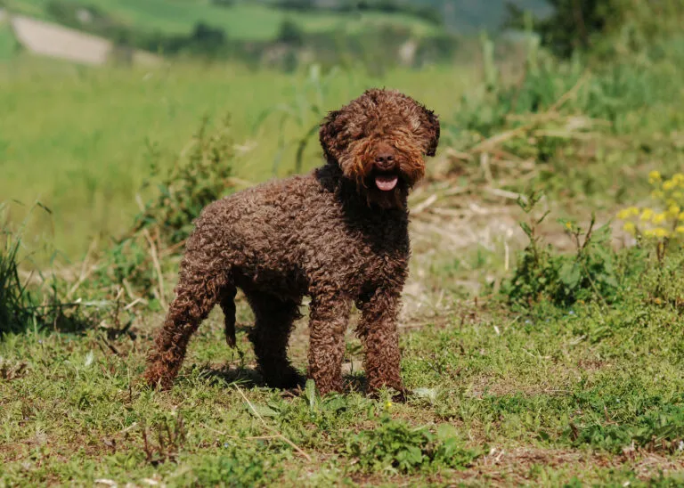Portret Lagotto Romagnolo pe câmpie