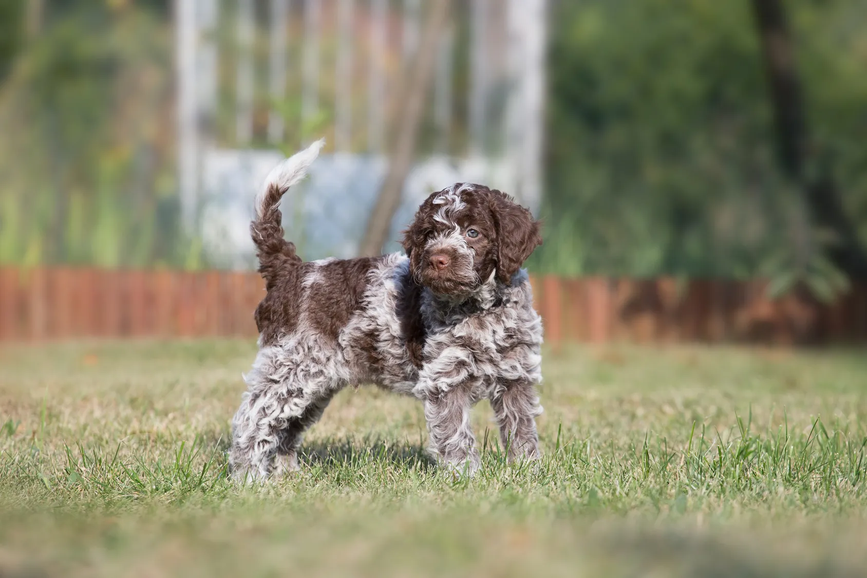 Pui de Lagotto Romagnolo
