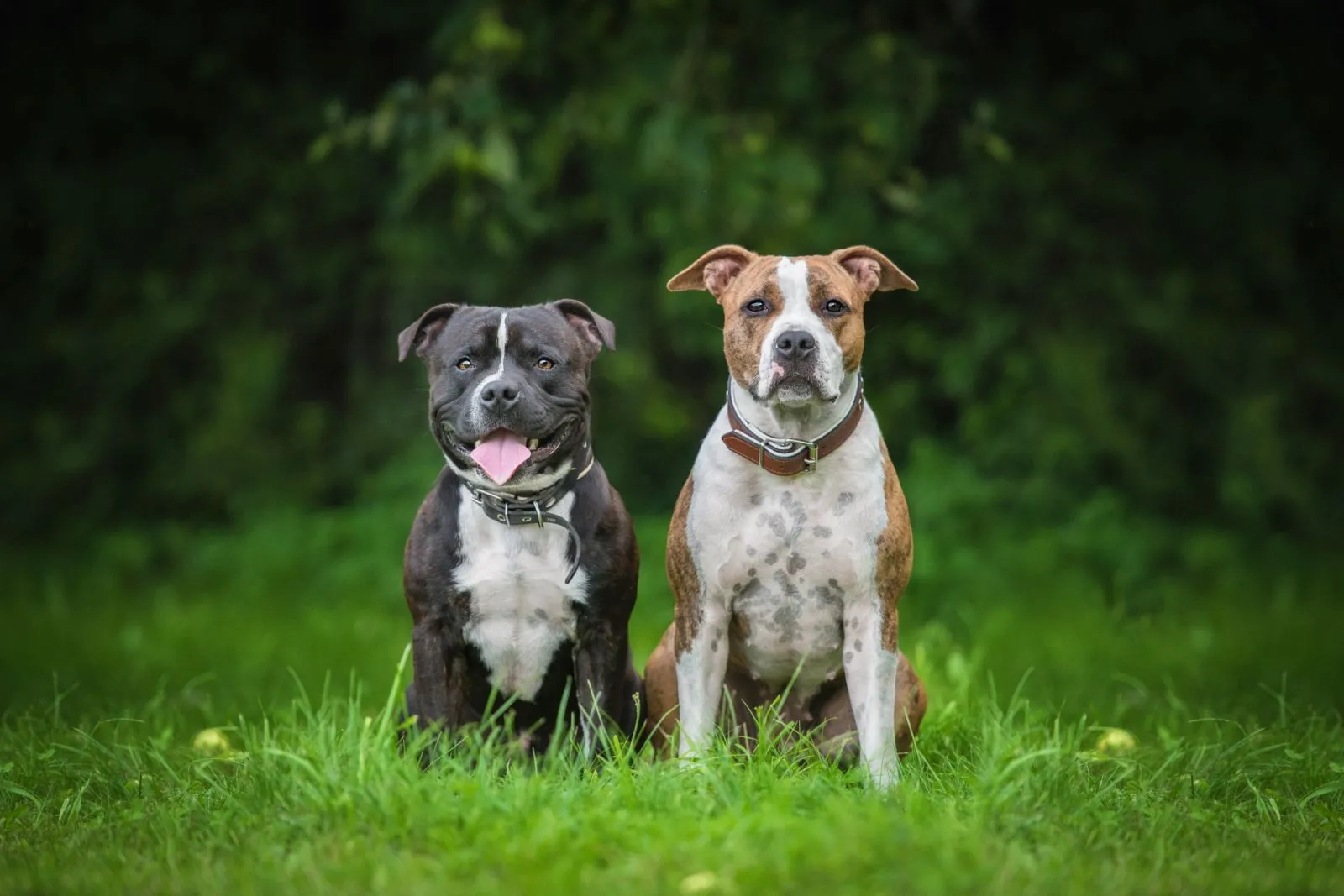 American staffordshire teriier și Staffordshire bullterrier englezesc