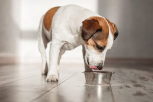 Uleiul de somon pentru câini: utilizare și riscuri