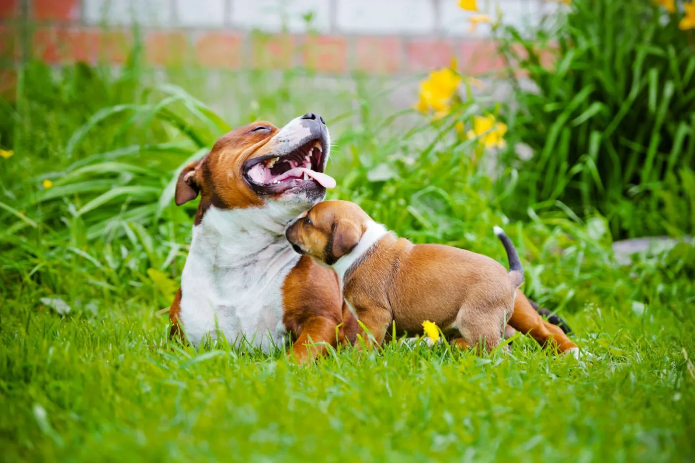 staffordshire bull terrier adult și cățel