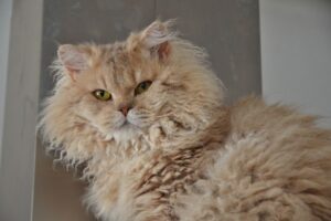 Selkirk Rex