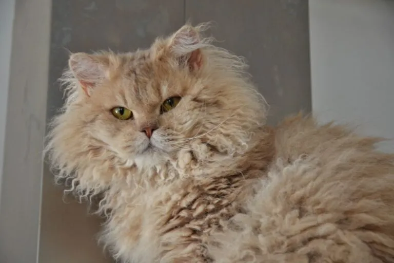 Selkirk Rex aurie
